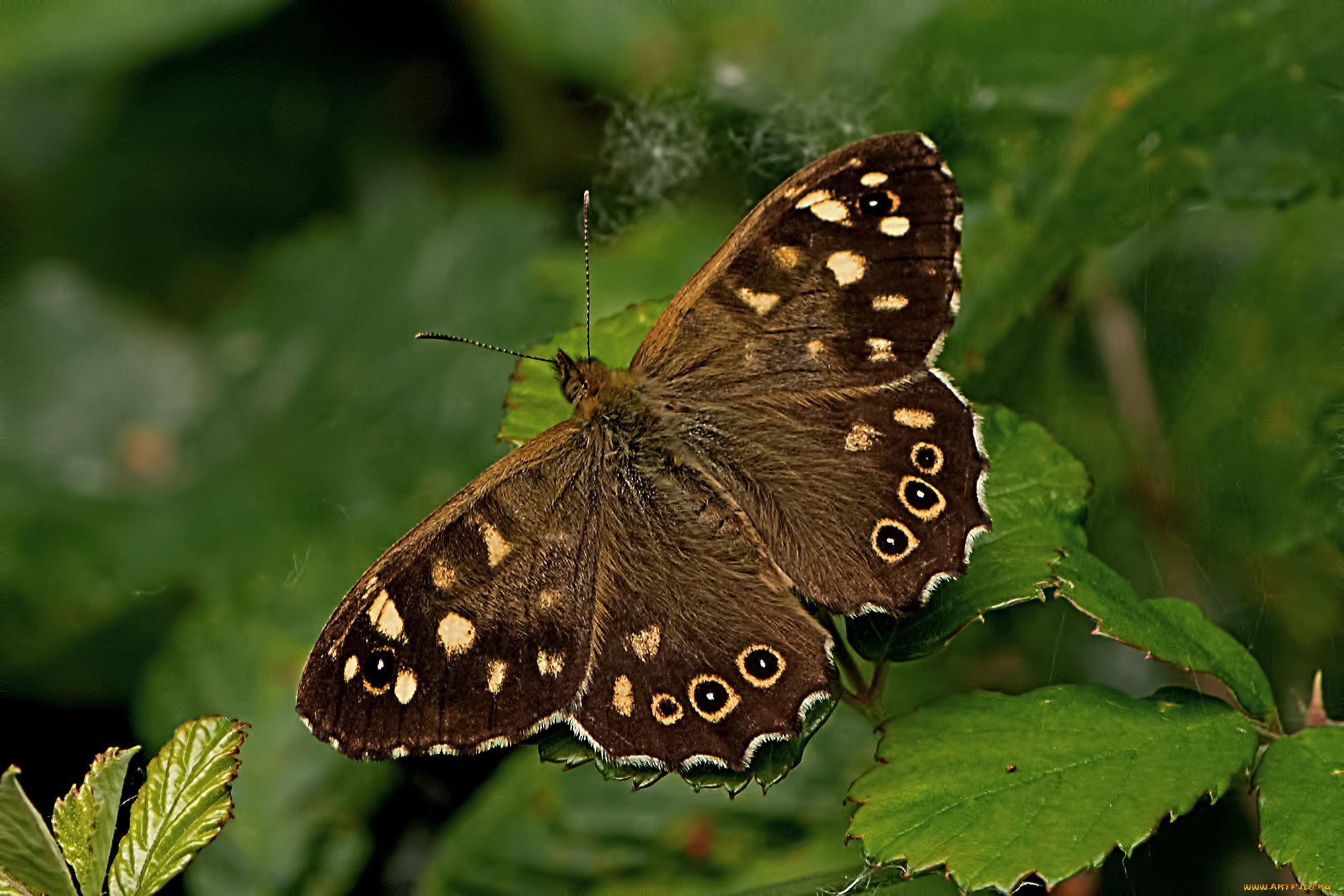 pararge aegeria - speckled wood, , ,  ,  , 